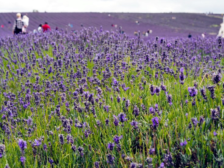 Lavender and Sunflower Farm Picture Book | Lavender and Sunflower Picking