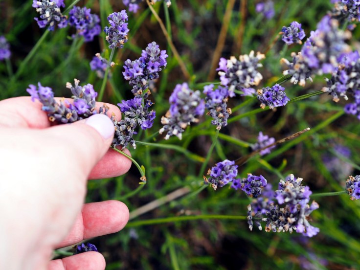 Lavender and Sunflower Farm Picture Book | Lavender and Sunflower Picking