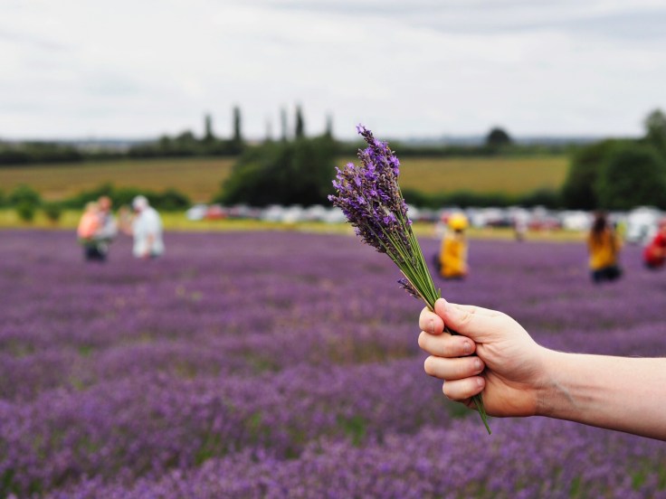 Lavender and Sunflower Farm Picture Book | Lavender and Sunflower Picking