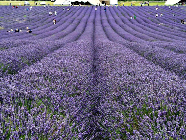 Lavender and Sunflower Farm Picture Book | Lavender and Sunflower Picking