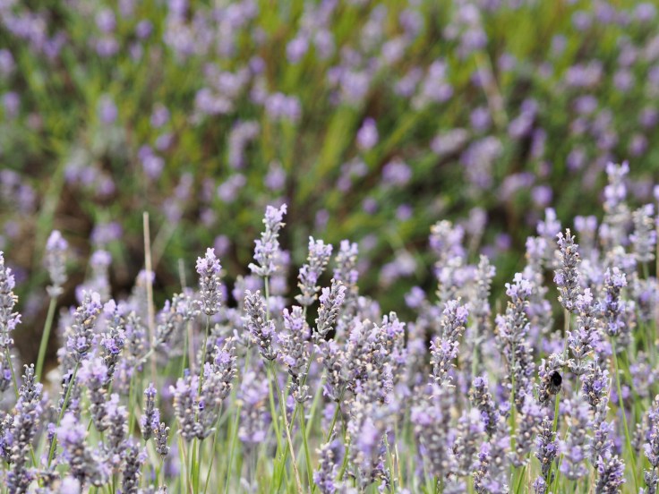 Lavender and Sunflower Farm Picture Book | Lavender and Sunflower Picking