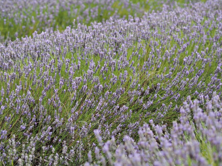 Lavender and Sunflower Farm Picture Book | Lavender and Sunflower Picking