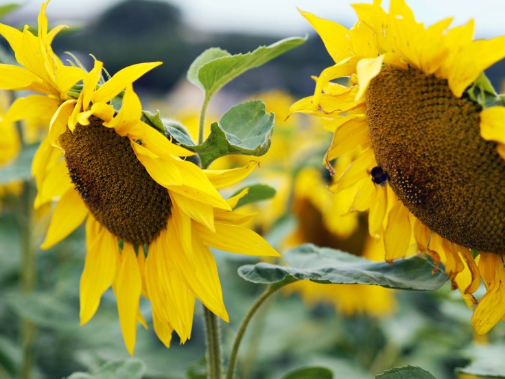 Lavender and Sunflower Farm Picture Book | Lavender and Sunflower Picking