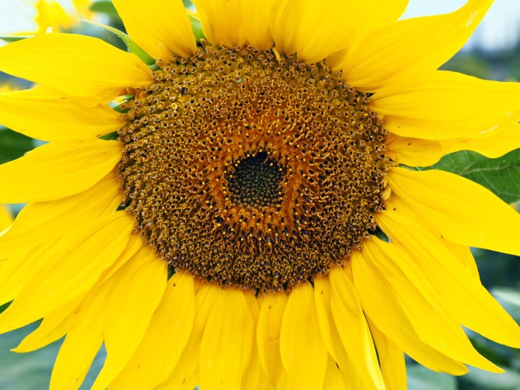 Lavender and Sunflower Farm Picture Book